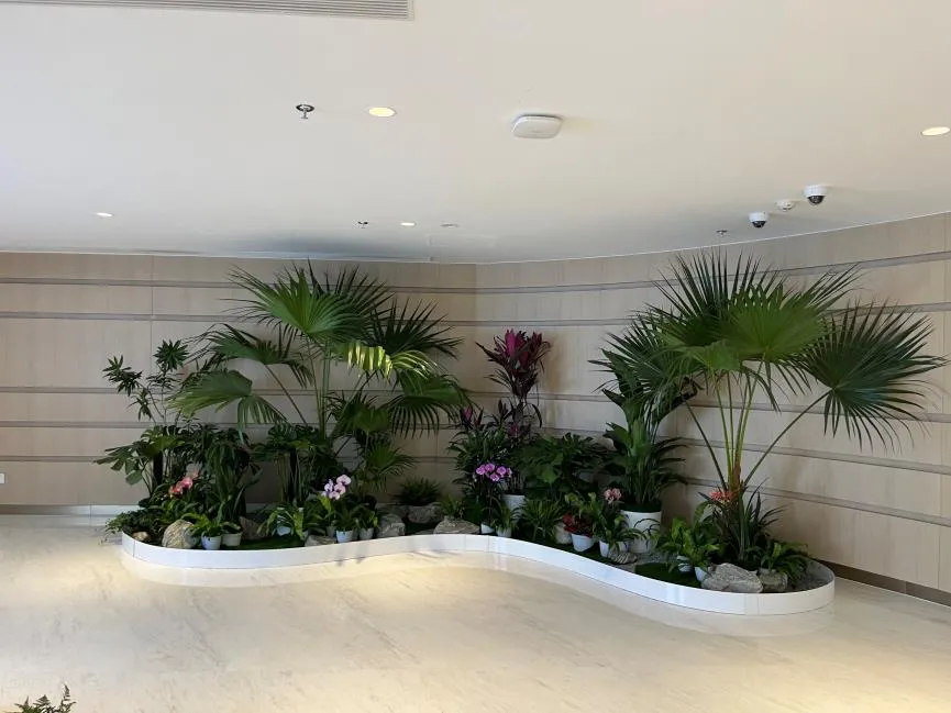 想让北仑办公室焕新？植物租摆是绝佳选择！