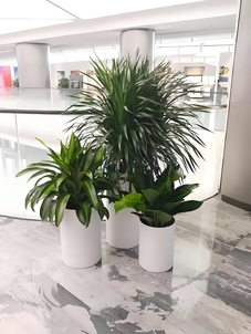 专业余姚植物租摆，让绿植点亮每一处空间！